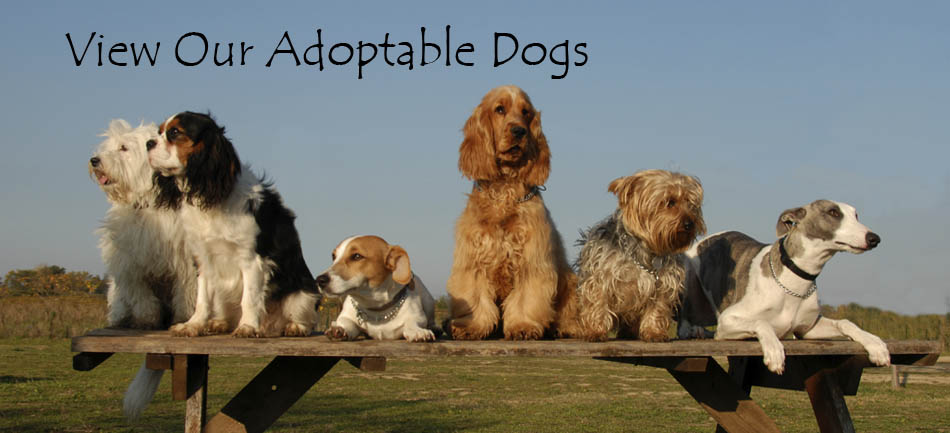 View Our Adoptable Dogs