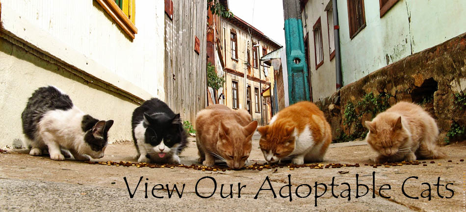 View Our Adoptable Cats